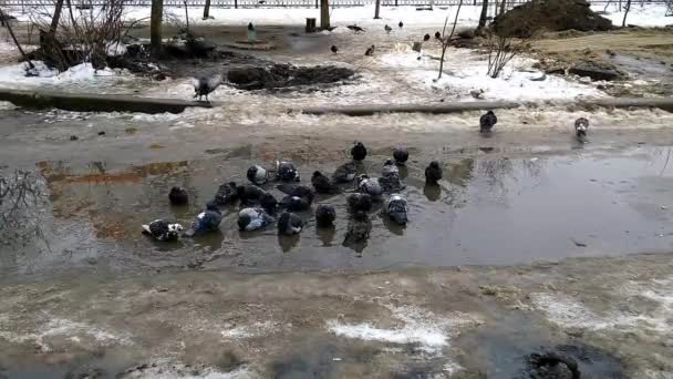 Pombos banho na poça em uma manhã de inverno — Vídeo de Stock