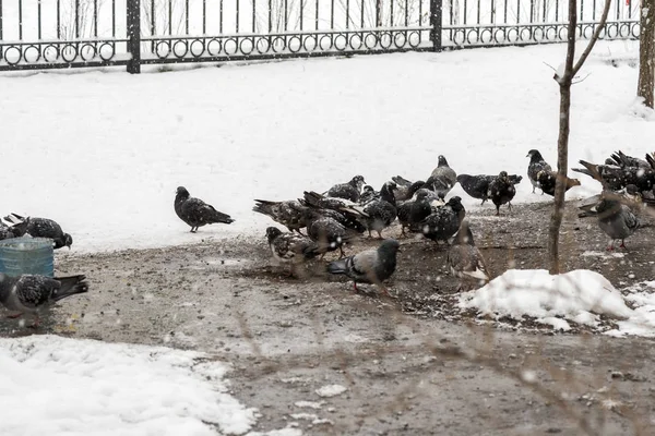 Pigeons feed in the winter. Birds feed in winter. Birds in the snow. — Stock Photo, Image