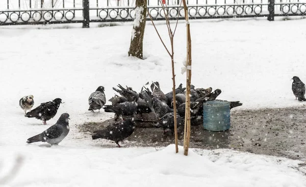 Голуби кормятся зимой. Птицы кормятся зимой. Птицы в снегу . — стоковое фото