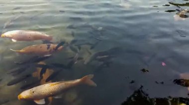 Üstten Görünüm carps bir göl. Tirta Gangga - su Sarayı.