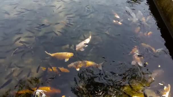 Vista superior de un lago con carpas. Tirta Gangga - el palacio del agua . — Vídeos de Stock