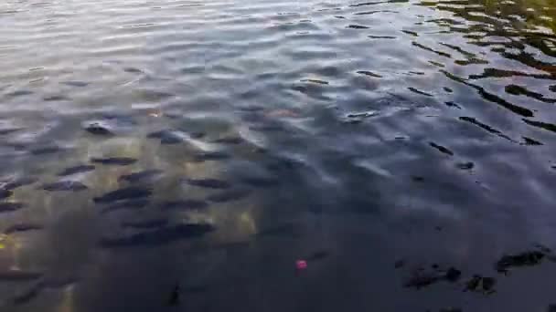 Top view of a lake with carps. Tirta Gangga - the water palace. — Stock Video