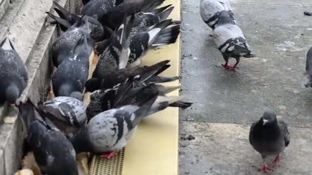 Palomas picoteando pan. Primer plano . — Vídeos de Stock