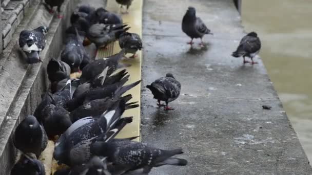 Des pigeons picorant du pain. Gros plan . — Video