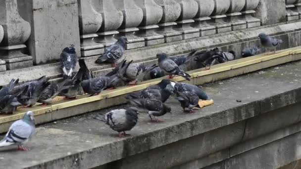 Pigeons pecking bread. Close-up. — Stock Video