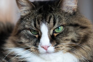 Bir kedi yakın çekim namlu