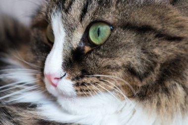 Bir kedi yakın çekim namlu