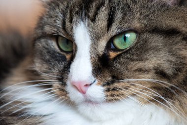 Bir kedi yakın çekim namlu