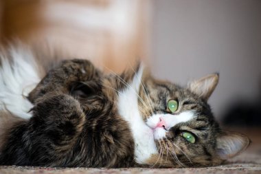 ev kedisi arkadaki halı üzerinde yatıyor