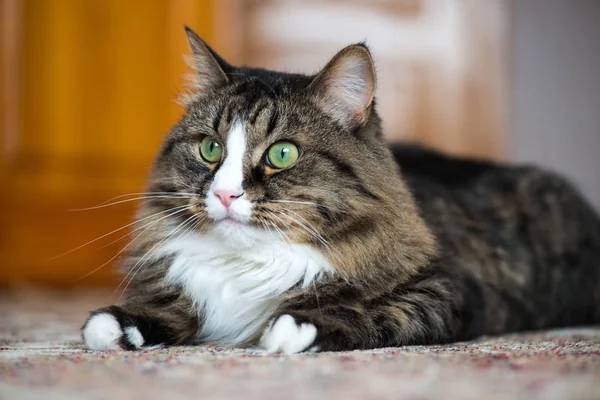 O gato da casa encontra-se no tapete . — Fotografia de Stock