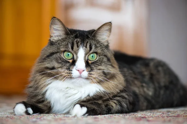 Hus katten ligger på mattan. — Stockfoto