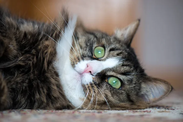 El gato de la casa miente en la parte posterior en la alfombra — Foto de Stock