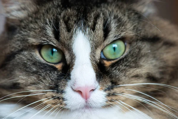 Focinho de um gato close-up — Fotografia de Stock