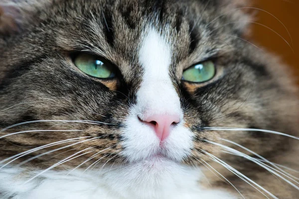 Focinho de um gato close-up — Fotografia de Stock