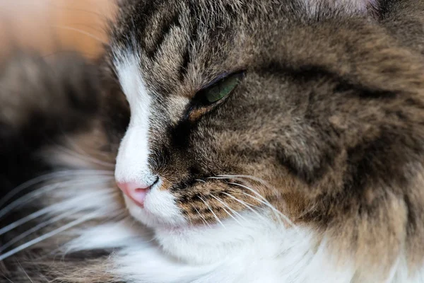 Focinho de um gato close-up — Fotografia de Stock