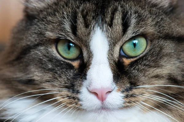 Focinho de um gato close-up — Fotografia de Stock