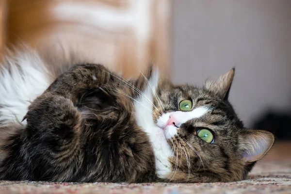 Il gatto della casa si trova sul retro sul tappeto — Foto Stock