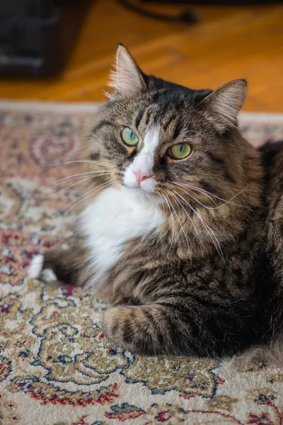 Hus katten ligger på mattan. — Stockfoto