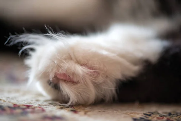 Close-up capture of a cats foot. Macro