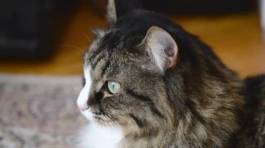 ev kedisi halı üzerinde yatıyor.