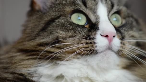 Snuit van een close-up van de kat — Stockvideo