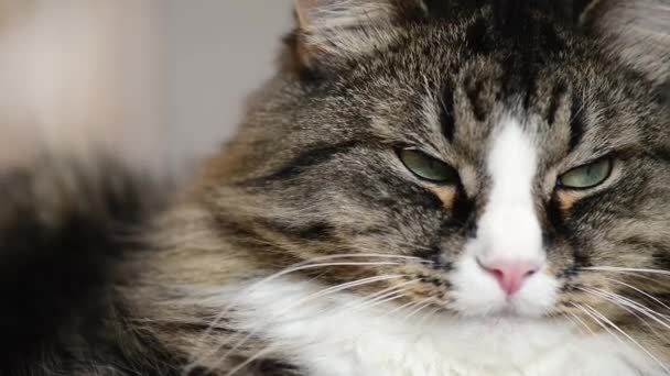 Orr-ból macska közelről — Stock videók