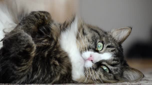 Le chat de la maison est couché sur le tapis — Video