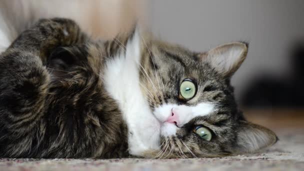 O gato da casa encontra-se na parte traseira no tapete — Vídeo de Stock