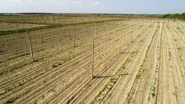 Aerial view on hops field. Field of hops before harvesting.