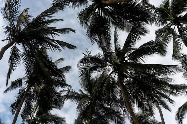美丽的热带棕榈树在天空的背景. — 图库照片