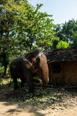 Güzel Hint fili kulübenin yakınında yaprak ve ağaç dalları yiyor..