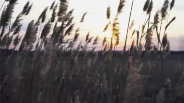 Amazing a bulrush on sunset background in autumn