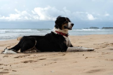 Güzel köpek okyanusun yakınındaki kumda yatıyor.
