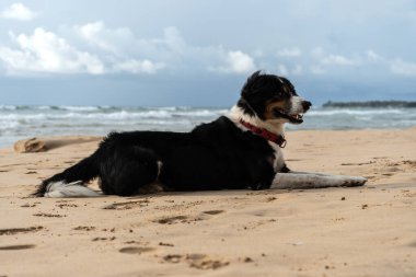Güzel köpek okyanusun yakınındaki kumda yatıyor.