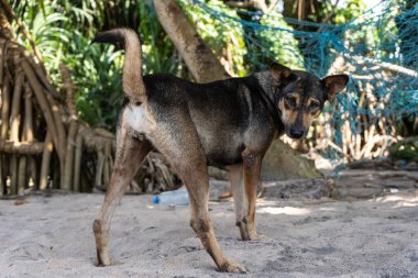 Bir sokak köpeği hamağın yanında sahil boyunca yürüyor.