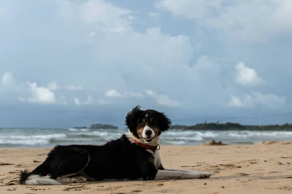 Schöner Hund liegt im Sand in der Nähe des Ozeans — Stockfoto