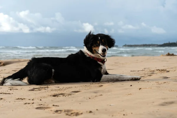 Belo cão jaz na areia perto do oceano — Fotografia de Stock