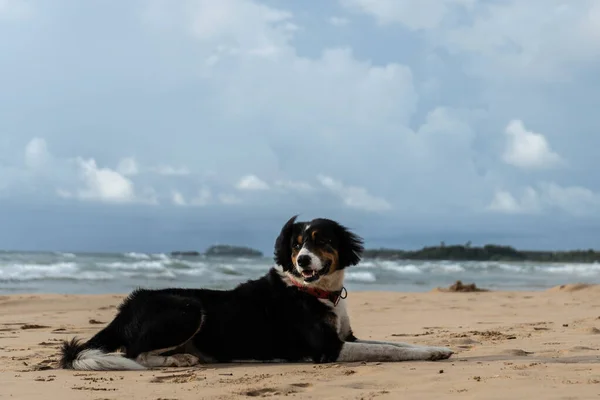 Belo cão jaz na areia perto do oceano — Fotografia de Stock