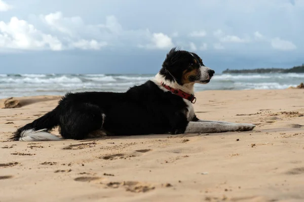 Belo cão jaz na areia perto do oceano — Fotografia de Stock