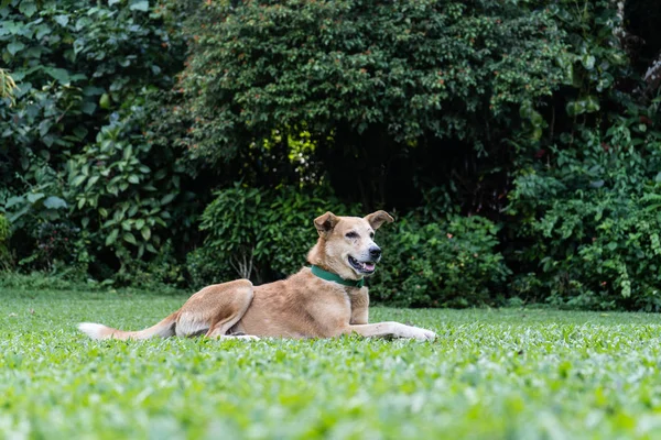 Feliz cão doméstico está deitado na grama verde no parque — Fotografia de Stock