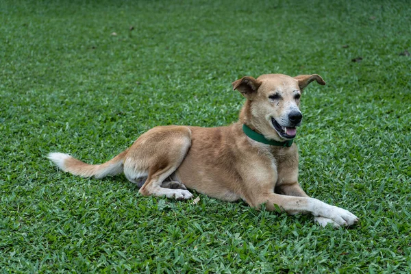 Feliz cão doméstico está deitado na grama verde no parque — Fotografia de Stock