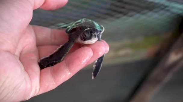 De mannelijke hand houdt de pasgeboren schildpad vast. — Stockvideo