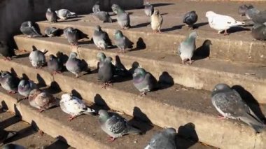 Bir güvercin sürüsü parktaki basamaklarda oturuyor.