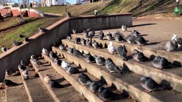 Стая голубей сидит на ступеньках в парке — стоковое видео