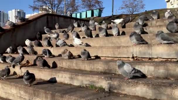 Een zwerm duiven zit op de treden in het park — Stockvideo
