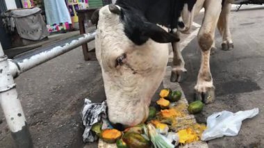 İnek yoldaki çöp torbasından mango yiyor.
