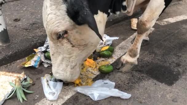 Een koe eet fruit uit een vuilniszak op de weg.. — Stockvideo