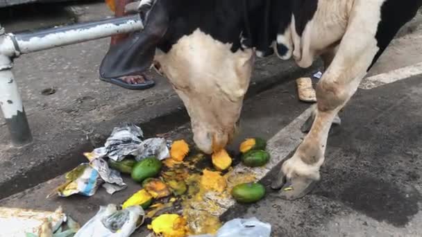 La vache mange la mangue d'un sac poubelle sur la route .