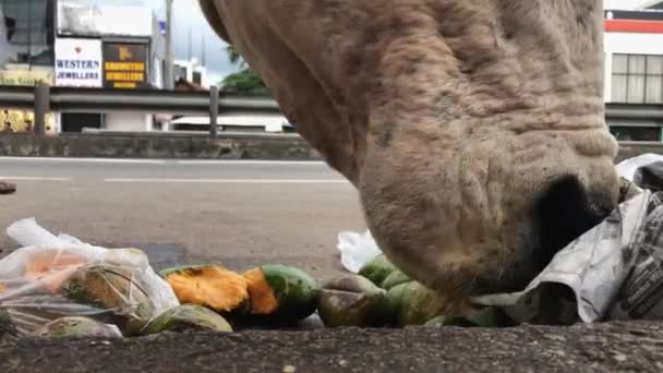 Krowa je mango z worka na śmieci na drodze. Zbliżenie. — Wideo stockowe