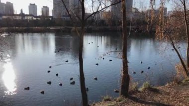 Parktaki vahşi ördekler gölde yüzer..